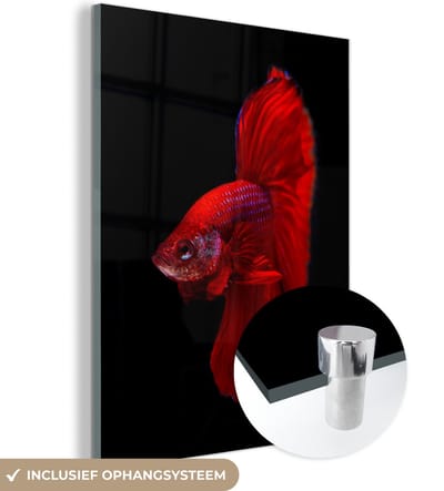 MuchoWow® Glasschilderij 90x120 cm - Schilderij acrylglas - Vis - Dieren - Rood - Foto op glas - Schilderijen