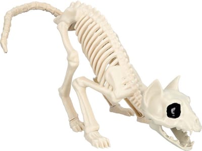 Halloween Kattenskelet.