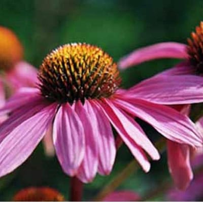 6x Echinacea Purpurea 'Leuchtstern' - Zonnehoed pot 9x9cm - Bloeiend en winterhard
