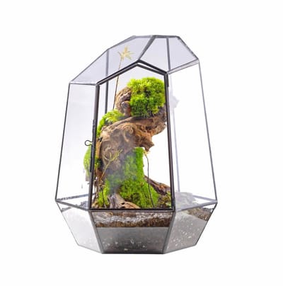 Gesloten Geometrisch Glazen Terrarium met Deur - 24,9 cm Hoge Onregelmatige Plantenbak voor Vetplanten, Kleine Cactussen, Moderne Thuistuin Tafeldecoratie, Zwart, Handgemaakt (Planten NIET