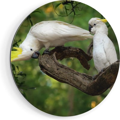 Artaza Dibond Muurcirkel Twee Witte Kaketoes in de Bomen - Ø 50 cm - Klein - Wandcirkel - Rond Schilderij - Voor Binnen en Buiten