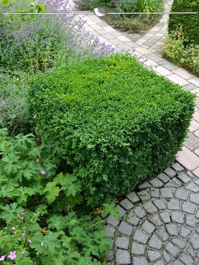 Buxus sempervirens 40-50 cm, 10x Haagplant