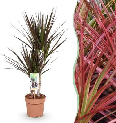 Green BoutiQ - Kamerplanten - Dracaena Magenta - Drakenbloedboom - Weinig onderhoud - Groen - 1 Plant - Pot 17cm - Hoogte 70-80cm