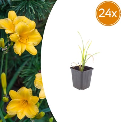Tuinplantenshop.com | Hemerocallis 'Stella de Oro' | 24 stuks - Ø9cm - 10-25cm hoog - Tuinplant