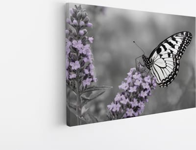 Saammp Canvas Schilderij - Paarse bloemen - vlinder - Natuur - Dieren - 45x30 - Foto op canvas - Wanddecoratie - Muurdecoratie Woonkamer - Slaapkamer decoratie - Canvas Print
