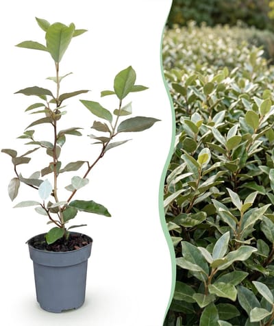 Green boutiQ - 40x Eleagnus ebbingei Compacta - Olijfwilg - Haagplanten - Groenblijvend - Grijs - Pot 9cm - Hoogte 25-35cm