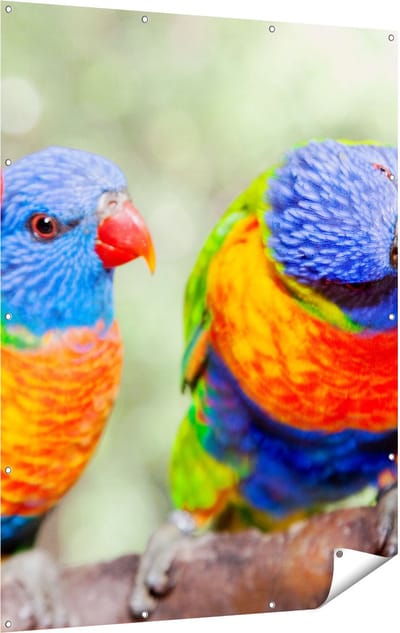 Gards Tuinposter Vier Regenboog Lori Vogels op een Tak - 120x160 cm - Tuindoek - Tuindecoratie - Wanddecoratie buiten - Tuinschilderij