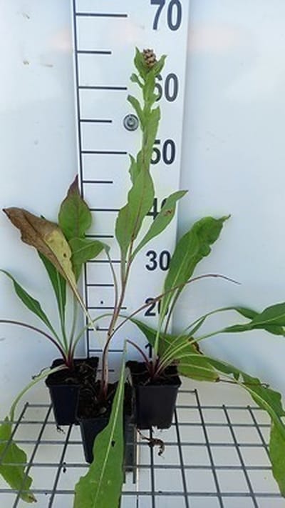 6x Korenbloem - Centaurea macrocephala | 9x9 cm pot
