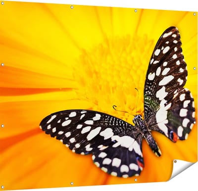 Gards Tuinposter Vlinder op een Oranje Bloem - 150x120 cm - Tuindoek - Tuindecoratie - Wanddecoratie buiten - Tuinschilderij