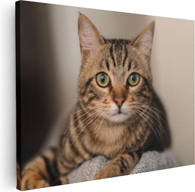 Artaza Canvas Schilderij Katten - 40x30 cm - Klein - Muurdecoratie Dierenkop - Wanddecoratie Woonkamer - Kamer Accessoires