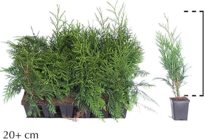 Plants Online - Haagplanten - Groene leylandii in - 0.7 liter pot - tray - set van 18 - Geschikt in kleine tuinen - Snelle groeier - Zeer winterhard