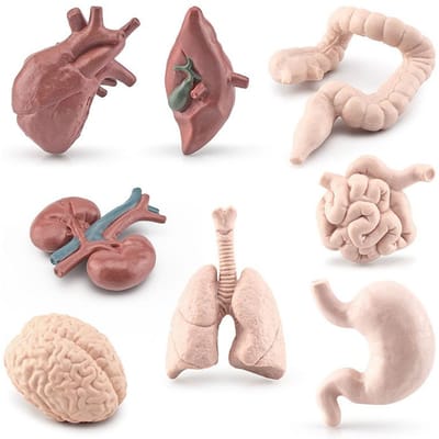Simulatie Menselijk Lichaam Torso Model Biologie Hersenen Hart Lever Maag Nier Onderwijs Hulpmiddelen Leren Educatief Speelgoed voor Kinderen