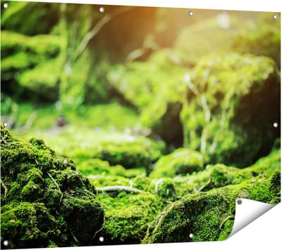 Gards Tuinposter Groen Mos Bedekt over Stenen - 120x90 cm - Tuindoek - Tuindecoratie - Wanddecoratie buiten - Tuinschilderij