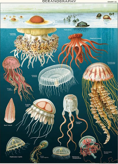 Cavallini & Co - Vintage poster/schoolplaat - Kwallen