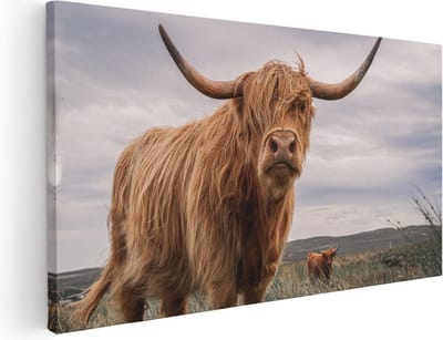 Artaza Canvas Schilderij Schotse Hooglander - 40x20 cm - Klein - Wanddecoratie Woonkamer - Muurdecoratie Dieren - Schilderijen Op Canvas