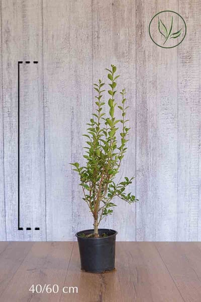 Plants Online - Haagplanten - Heesters - Haagliguster - Pot 40-60 cm - set van 10 - Bladverliezend - Populair bij vogels - Semi-bladhoudend - Vruchtdragend - Weinig onderhoud