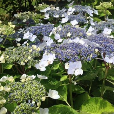 Hortensia (Hydrangea macrophylla) - mariesii Perfecta - Vaste planten - Bijen-Vlinders - Zomerbollen - bloeit in Juli / Augustus / September