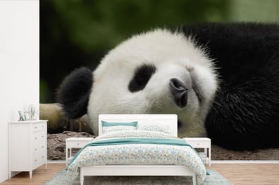 Behang - Fotobehang Panda - Beren - China - Breedte 330 cm x hoogte 220 cm