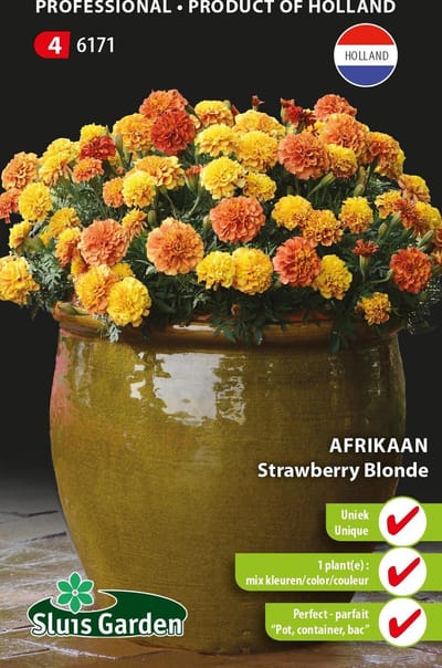 Sluis Garden - Tagetes  Mix