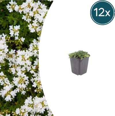 Tuinplantenshop.com | Thymus praecox 'Albiflorus' | 12 stuks - Ø9cm - 10-25cm hoog - Tuinplant