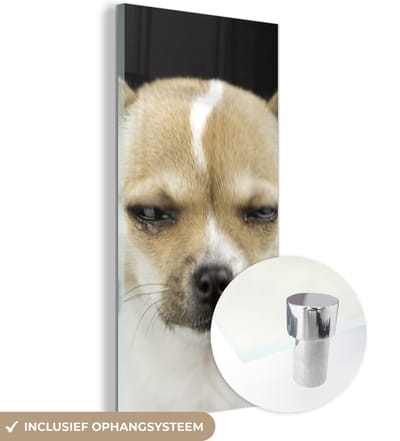MuchoWow® Glasschilderij 20x40 cm - Schilderij acrylglas - Hond - Huisdieren - Portret - Foto op glas - Schilderijen