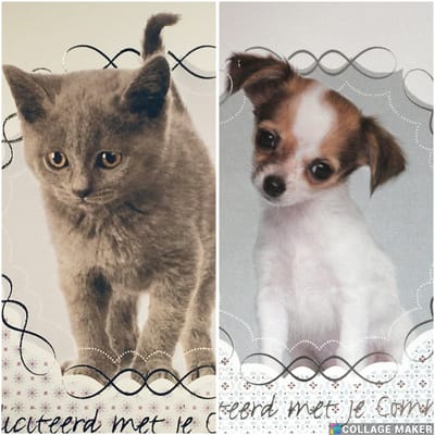 6 Luxe Communie Wenskaarten - Kaart Wens Kaart Communie Plechtig Kerk Christelijk - Communion Kommunion - Eerste Communie - Kat Poes Hond - Vierkant 14x14cm - 2 Motieven - Met Envelop - Art of Cards