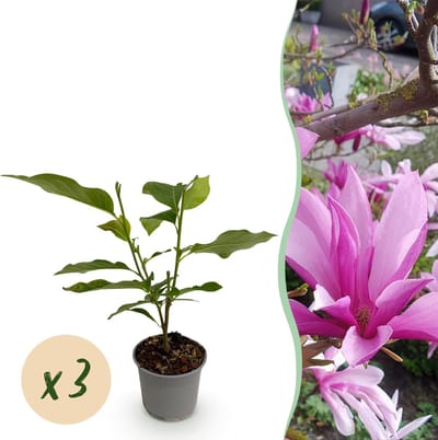 Plantenboetiek.nl | Magnolia Susan - Bloem Paars - 3 Planten - Bladverliezend - Weinig Onderhoud - Ø12cm - 30cm hoog - Tuinplant