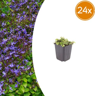 Tuinplantenshop.com | Campanula poscharskyana | 24 stuks - Ø9cm - 10-25cm hoog - Tuinplant