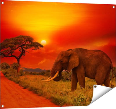Gards Tuinposter Olifant in het Wild tijdens Zonsondergang - 100x80 cm - Tuindoek - Tuindecoratie - Wanddecoratie buiten - Tuinschilderij