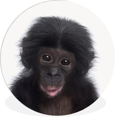 Schilderij voor kinderen - Kinderkamer decoratie - Aap - Chimpansee - Dieren - Wandcirkel dieren - Wanddecoratie jongens - Meisjes - 30x30 cm - Kunststof