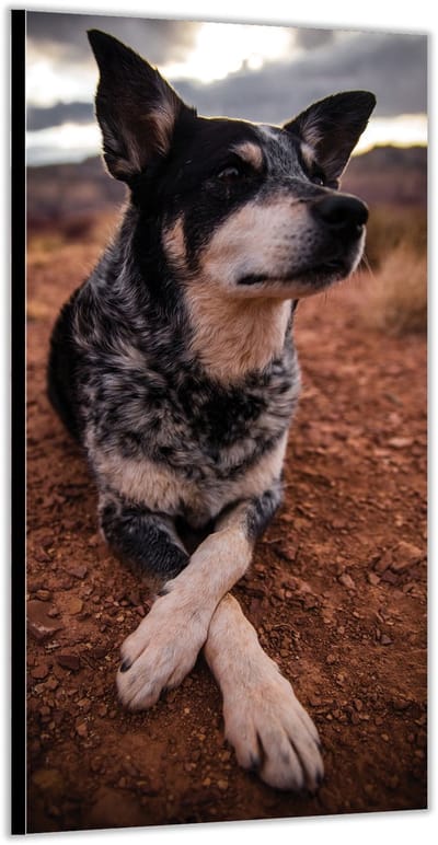 Dibond – Rustende Hond– 100x200cm Foto op Aluminium (Met Ophangsysteem)