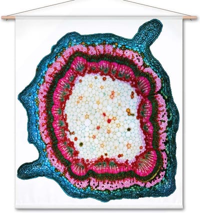 Wanddoek Microscopisch beeld - doorsnede van een plantenstengel I (zonder houten stokken)