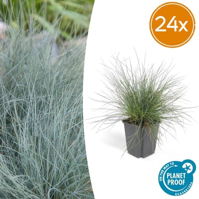 Trendyplants - Festuca glauca 'Elijah Blue' - 24 stuks - Blauw zwenkgras - Winterhard - Hoogte 10-30 cm - Potmaat Ø9cm