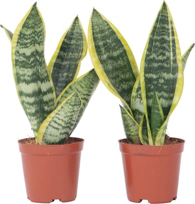 Plant in a Box - Sansevieria Laurentii - Set van 2 - Makkelijke Kamerplant - Vrouwentong - Pot 12cm - Hoogte 30-40cm