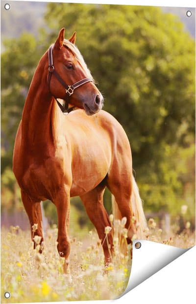 Gards Tuinposter Bruin Paard in de Wei - 60x80 cm - Tuindoek - Tuindecoratie - Wanddecoratie buiten - Tuinschilderij