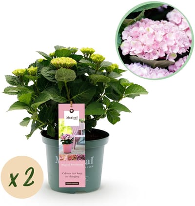 Plantenboetiek.nl | Hortensia - Hydrangea Magical Revolution Pink - Pink - 6-10 Bloemen - 2 Planten - Ø23cm - 40-55cm hoog - Tuinplant