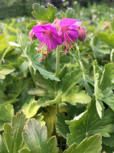 6 x Geranium macrorrhizum 'Czakor' - Ooievaarsbek - P9 Pot (9 x 9cm) - Dima Vaste Planten