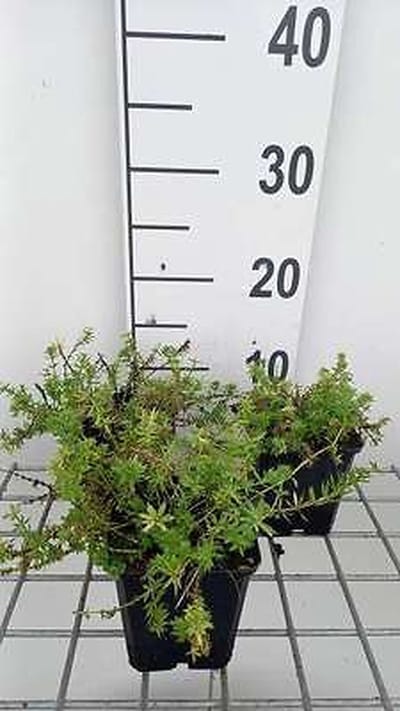 6x Phuopsis - Phuopsis stylosa ( crucianella stylosa) | 9x9 cm pot