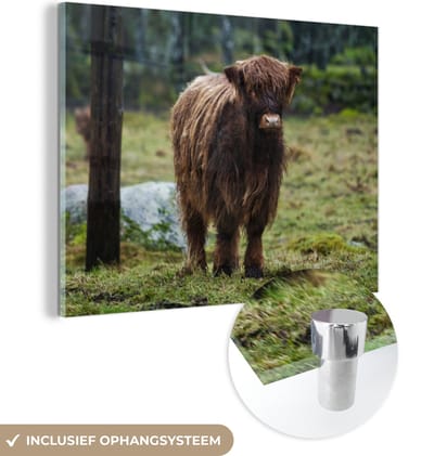 MuchoWow® Glasschilderij 160x120 cm - Schilderij acrylglas - Schotse Hooglander - Bos - Mos - Foto op glas - Schilderijen