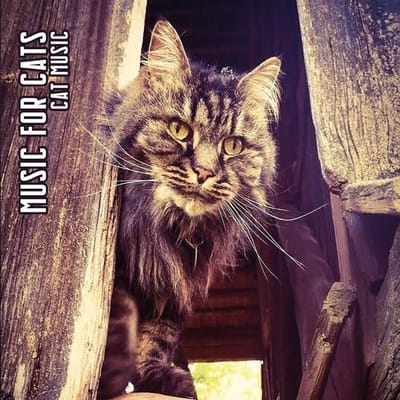 Cat Music