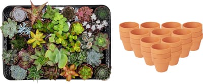 ZynesFlora - Mini Succulenten Mix - 30 Stuks - Ø 8,1 cm Terracotta Bloempotten - 5-10 cm