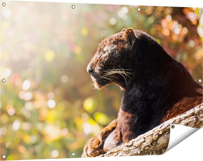 Gards Tuinposter Zwarte Panter vanaf de Zijkant - 120x80 cm - Tuindoek - Tuindecoratie - Wanddecoratie buiten - Tuinschilderij