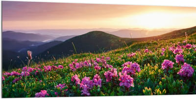 Dibond - Roze Bloemen op de Bergen van Landschap tijdens Zonsopkomst - 200x100 cm Foto op Aluminium (Met Ophangsysteem)