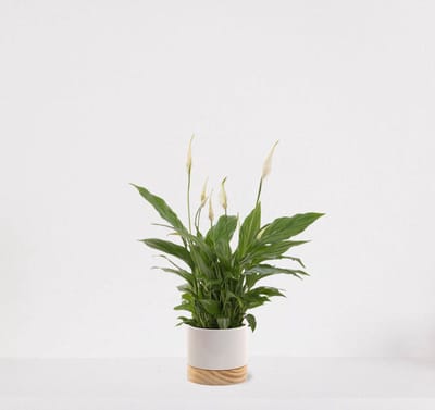Spathiphyllum in sierpot Emma wood Wit – witte kamerplant – luchtzuiverende lepelplant - 35-50cm - Ø13 – geleverd met plantenpot – vers uit de kwekerij