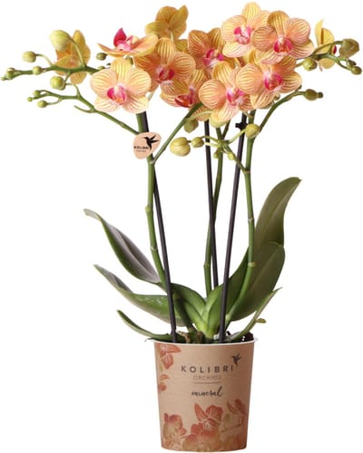 Kolibri Orchids | oranje Phalaenopsis orchidee potmaat Ø9cm | bloeiende kamerplant - vers van de kweker