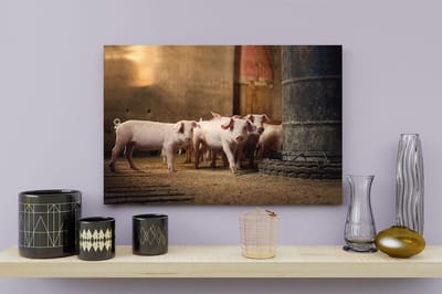Artaza Canvas Schilderij Biggetjes - 30x20 cm - Klein - Wanddecoratie Dierenschilderij - Muurdecoratie Woonkamer - Kamer Accessoires