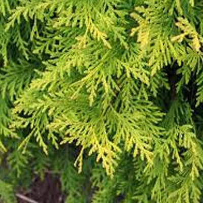 Thuja Orientalis 'Aurea Nana' - Levensboom 25-30 cm pot