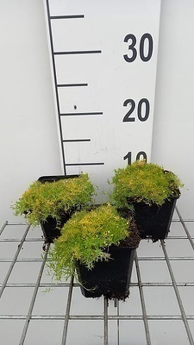 6x Struiksalie - Sagina sub 'Lime Moss' | 9x9 cm pot