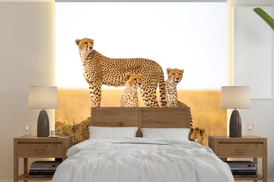 Behang - Fotobehang Cheetah - Gras - Natuur - Savanne - Breedte 350 cm x hoogte 350 cm