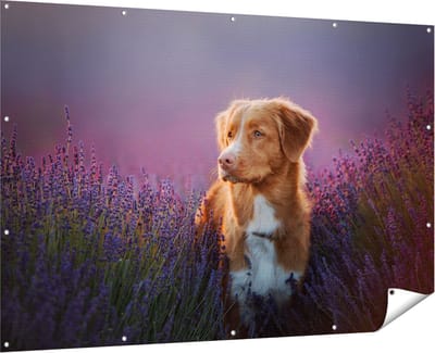 Gards Tuinposter Retriever Hond tussen de Lavendel Bloemen - 180x120 cm - Tuindoek - Tuindecoratie - Wanddecoratie buiten - Tuinschilderij